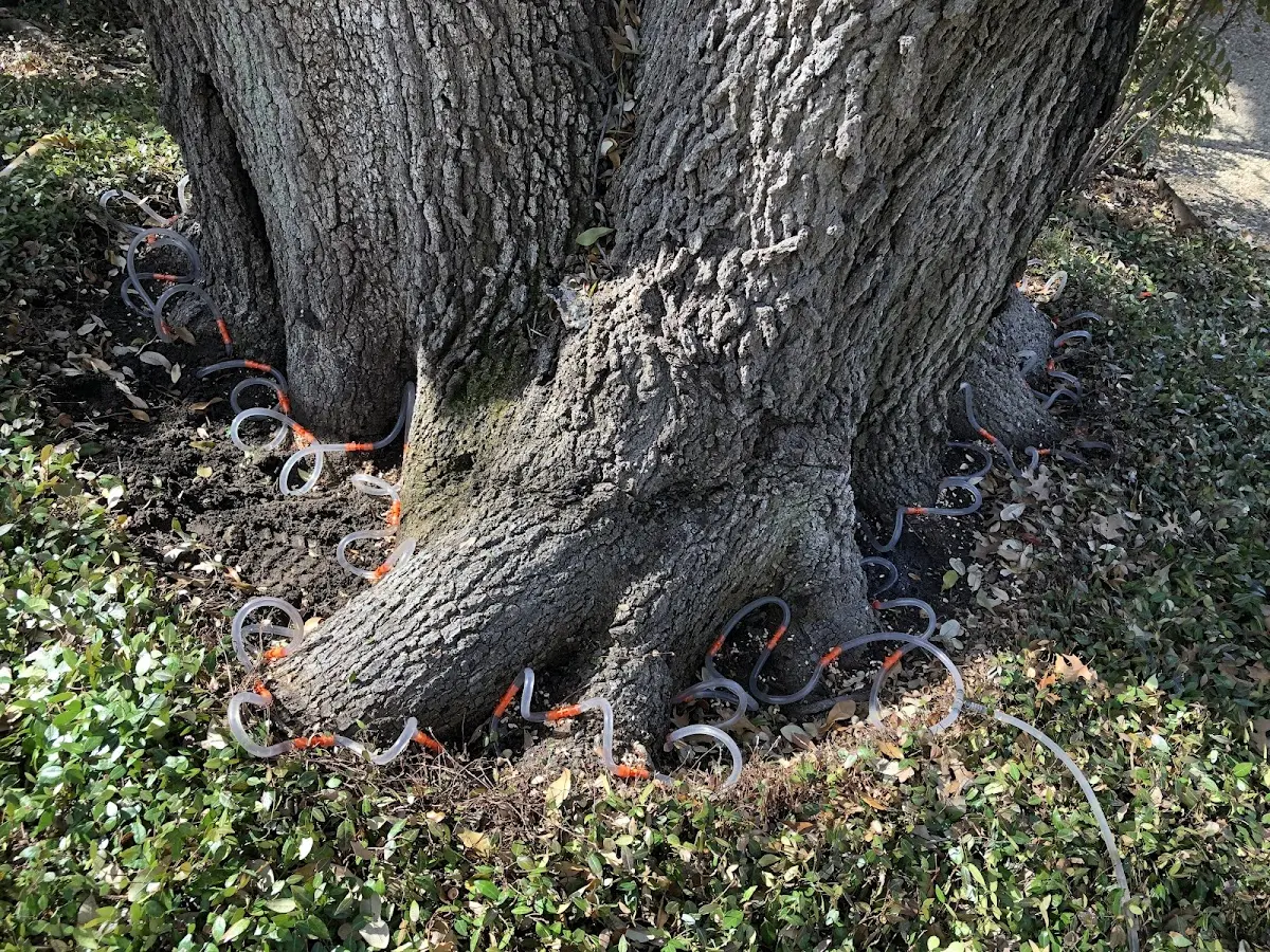 Detailed Tree Cabling and Bracing job site in Haynesville